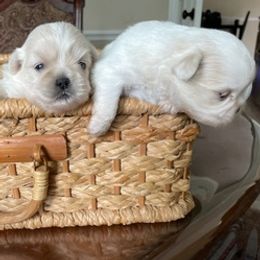 Maltese, Poodles, and Shih Tzus from Happy puppies