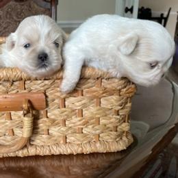 Maltese, Poodles, and Shih Tzus from Happy puppies