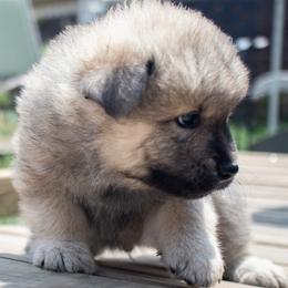 Arch - Blue Collar - Red male Eurasier puppy in Lakewood, Ohio from Exquisite Eurasier