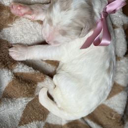 Goldendoodle Puppies from Mayberry Doodles and Poodles