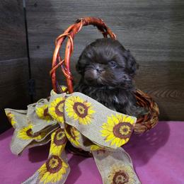 Female 1 - Liver female Shih Tzu puppy in Meadows Of Dan, Virginia from Walt’s Shih Tzus