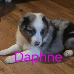 Daphne - Blue merle female Australian Shepherd puppy in Summerville, Georgia from H-F Farms