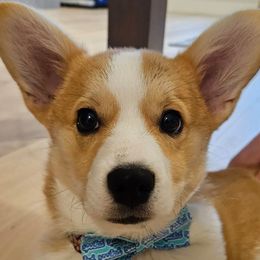 Jack O lantern (red) - Red Pembroke Welsh Corgi puppy in Washington from KB Corgis