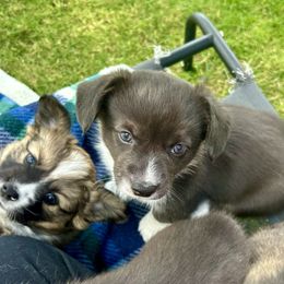 American Corgi Puppies from Patriot American Corgi