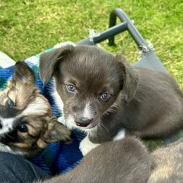 American Corgi Puppies from Patriot American Corgi