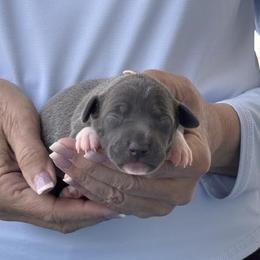 Boy 2 - Blue male Italian Greyhound puppy in Sugar Valley, Georgia from Pinnacle Farm and Kennel