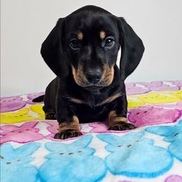 Black and tan male (Radar) - Black and tan male Dachshund puppy in Belle Rive, Illinois from Akin's Miniature Dachshunds, LLC