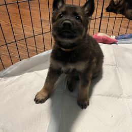 German Shepherd Puppies from High Tide German Shepherds