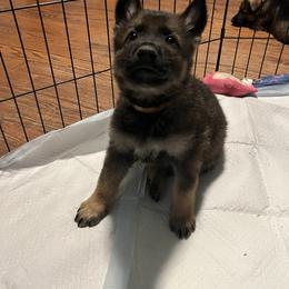 German Shepherd Puppies from High Tide German Shepherds