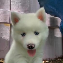 Ghost - White male Pomsky puppy in Spring Hill, Florida from PDQ Pomskies