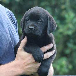 Blue Collar - Black female Labrador Retriever puppy in Morriston, Florida from Penny Lane Labradors
