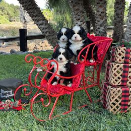 Bernese Mountain Dogs and Saint Bernards from Buendias Ranch Saint Bernards & Bernese Mountain Dogs