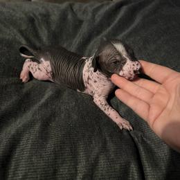 Cannoli - White and black male Xoloitzcuintli puppy in Manitowoc, Wisconsin from Wonderland Kennel