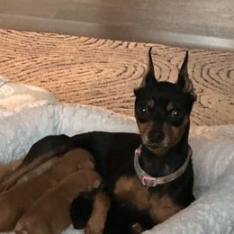 Luna - Miniature Pinscher