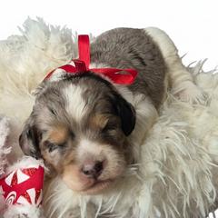 Teddy - Merle male Springerdoodle puppy in Fargo, North Dakota from Dakota SpringerDoodles