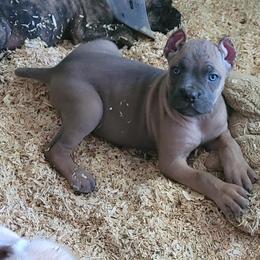 Cane Corso Puppies from Red Wood Cane Corso