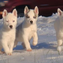 Pomsky and Siberian Husky Puppies from Hudson’s Huskies & Pomskies