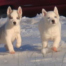 Pomsky and Siberian Husky Puppies from Hudson’s Huskies & Pomskies
