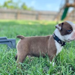 Boston Terrier Puppies from RCR Bulldogs