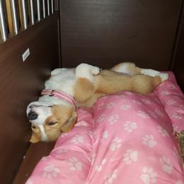 Pembroke Welsh Corgi Puppies from Tiny Titans K9
