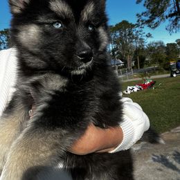 Siberian Husky Puppies from Hargaden Huskies