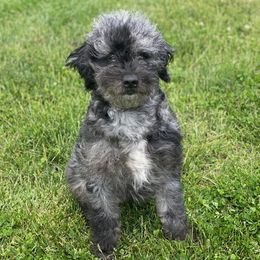 Willow  - Goldendoodle