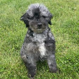 Willow  - Goldendoodle