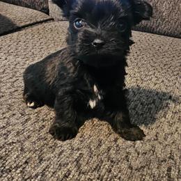 Minnie - Parti female Yorkshire Terrier puppy in Hamilton, Ohio from Purebred Yorkies of Ohio