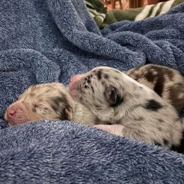 Australian Shepherds from Estes Aussies
