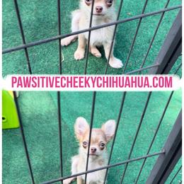Kourtney SMALL CHARTING 3.5 lbs - Chocolate blue female Chihuahua puppy in Williamsburg, Virginia from PAWSitive Cheeky Chihuahuas