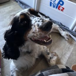 Katara - English Springer Spaniel