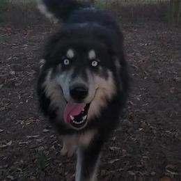 Wong - Siberian Husky