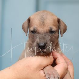 Ribbon - Fawn female Great Dane puppy in Denison, Texas from Hundeity Great Danes