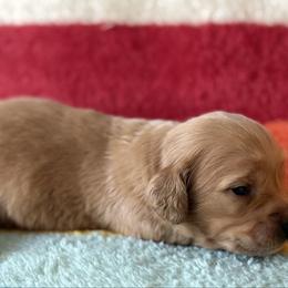 Juliet - Cream female Dachshund puppy in Salem, Oregon from Longdox Mini Dachshunds