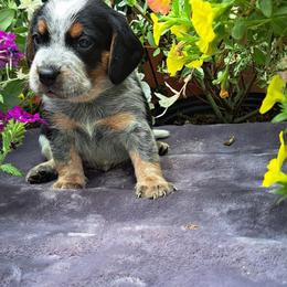 Basset Hound and Beagle Puppies from Orange Mountain Basset Hounds & Beagles