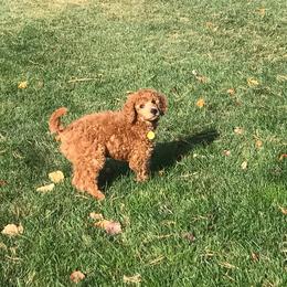 Poodle Puppies from Stunningly Sweet Standards