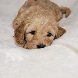 Goldendoodle Puppies from Lake Village Doodles