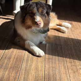 Australian Shepherd All Grown Up from OakHaven Acres Aussies
