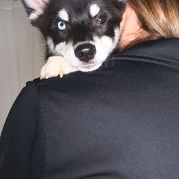 Jack - Black and white male Pomsky puppy in Orlando, Florida from Way too cute Pomskies