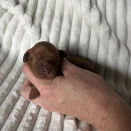 Green Collar female - Red female Cavapoo puppy in Powder Springs, Georgia from West Cobb Dogs