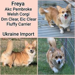Freya - Pembroke Welsh Corgi