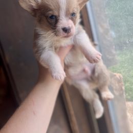 Blue red boy - Fawn and white male American Corgi puppy in Clinton, Tennessee from High Hopes Hounds
