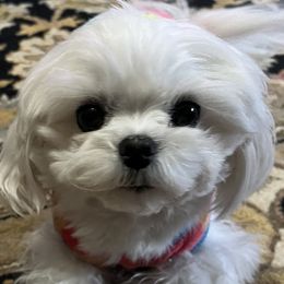 Elsa - White female Maltese puppy in Wilcox, Pennsylvania from Tiny Dancer Li'l Ones