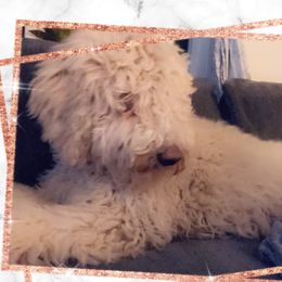 Aaliyah - Goldendoodle