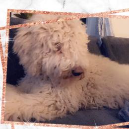 Aaliyah - Goldendoodle