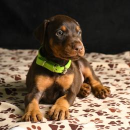 Gunner - Red and rust male Doberman Pinscher puppy in Overton, Texas from Obsidian Kennel