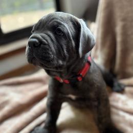 Zuse - Gray brindle male Cane Corso puppy in Pollock Pines, California from Capitol City Cane Corso