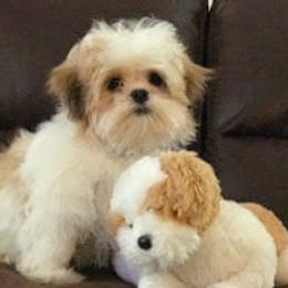Maltese from Rockin Rivers AKC Maltese & Malshi's