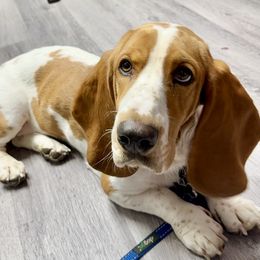 Lucy - Basset Hound