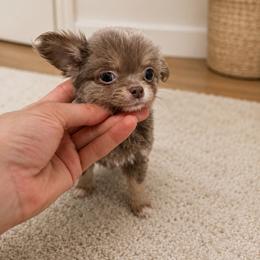 Lilac girl - Silver and white female Chihuahua puppy in Miami, Florida from Natalias Tiny Puppies